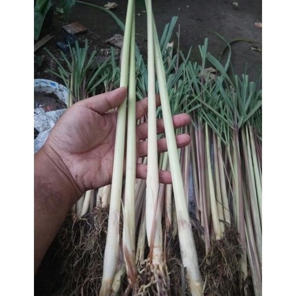 

Terlaris Paket 10Batang Bibit Sereh Merah Kagrpu 4023Df