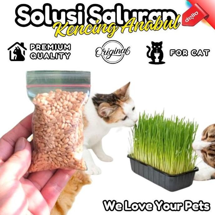 

Terlaris Benih Bibit Wheatgrass Rumput Kucing Rumput Gandum Solusi Anabul Anda Tetap Sehat Dan Tidak Stress Dello For Cat
