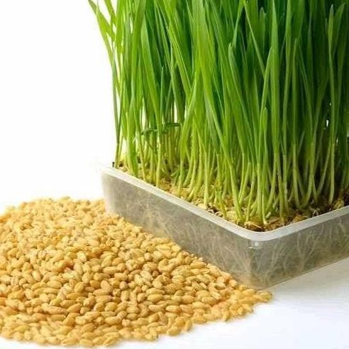 

Terlaris Wheatgrass Benih Gandum Untuk Rumput Kucing Cat Grass -+50 Gram