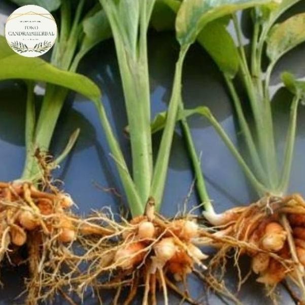 

Terlaris Bibit Temulawak Kuning Asli Organik Tinggi 30 Cm Bibit Tanaman