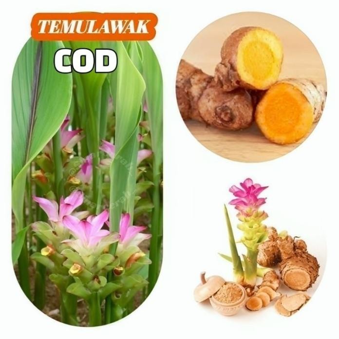 

Terlaris Bibit Tanaman Herbal Temulawak (Beli 5 Gratis 1)Bibit Pohon Temulawak Obat Herbal