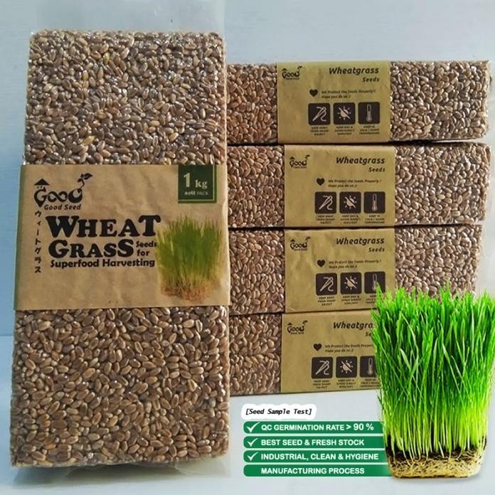 

Terlaris Ready Stock Benih Wheatgrass 1 Kg, Biji Rumput Gandum Kemasan Vakum Gardeningrat