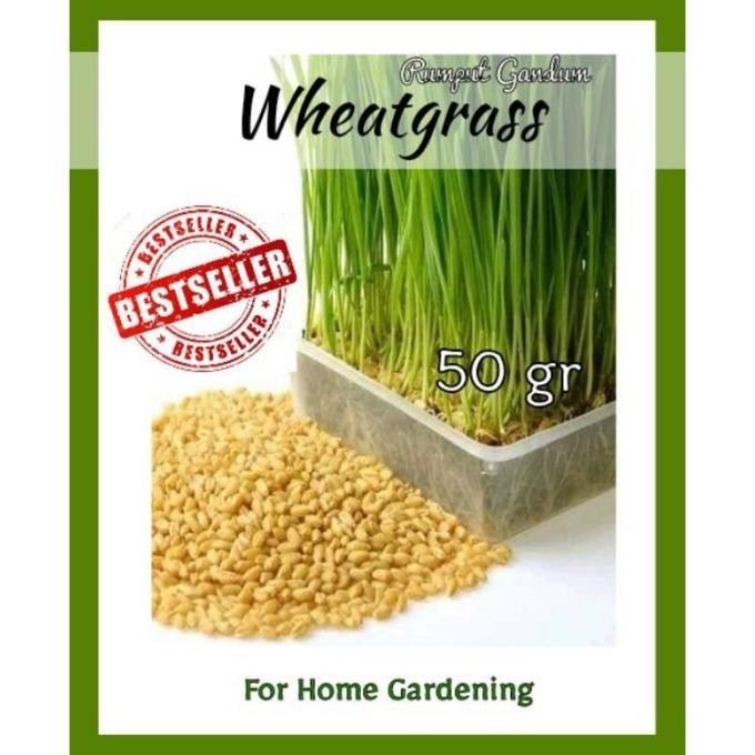 

Terlaris Bibit Wheatgrass Rumput Gandum Cat Grass Wheat Benih Seed Wheat