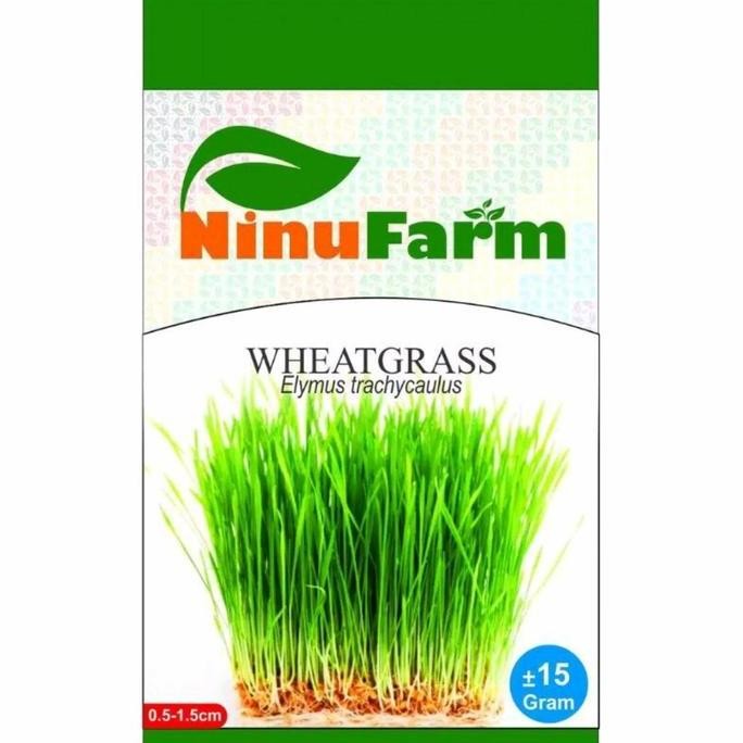 

Terlaris Benih Wheatgrass / Bibit Rumput Gandum Rumput Kucing Rumput Diet