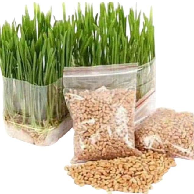 

Terlaris Bibit Benih Rumput Gandum Cat Grass Anti Hairball 70G