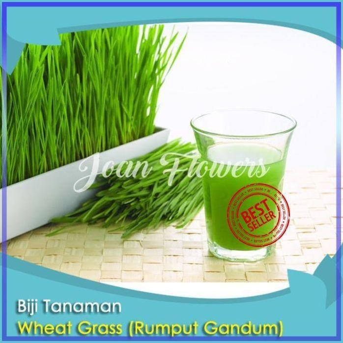 

Terlaris Bibit Tanaman Wheat Grass Rumput Gandum Benih Bibit Tanaman Hias