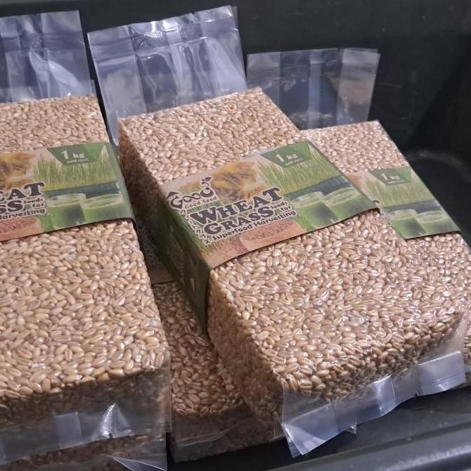 

Terlaris Benih Wheatgrass 1 Kg, Biji Rumput Gandum Kemasan Vakum Gardeningrat