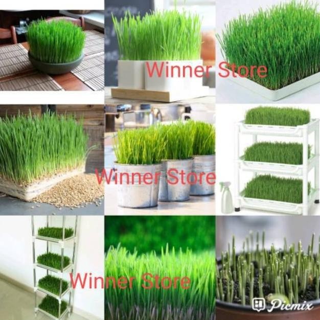 

Terlaris 30 Butir Biji Benih Triticum Aestivum Rumput Gandum Wheat Grass