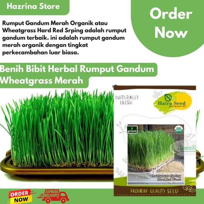 

Terlaris Benih-Bibit Rumput Gandum Wheatgrass Merah Organik Haira Seed