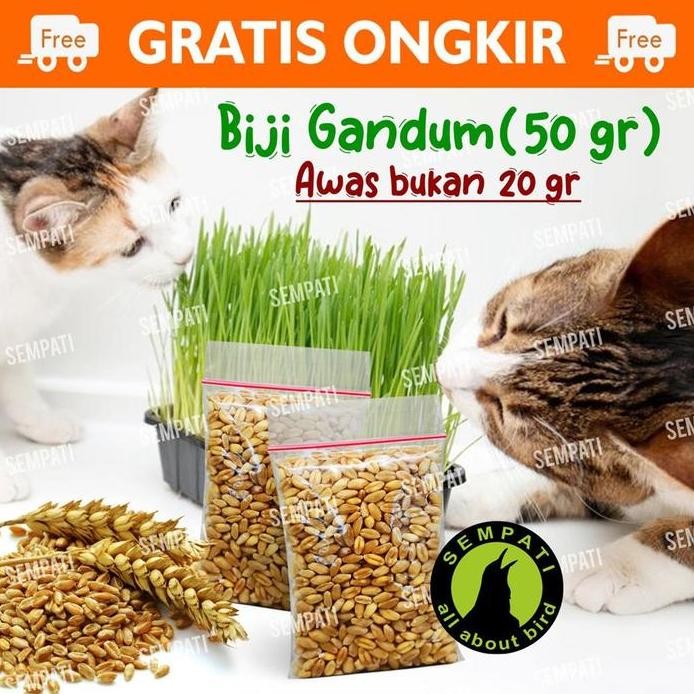 

Terlaris Sempati Biji Gandum Rumput Kucing 50Gr Benih Biji Rumput Gandum Makanan Kucing Kitten Grass Wheat Grass Bibit Rumput Kucing Microgreen Seed