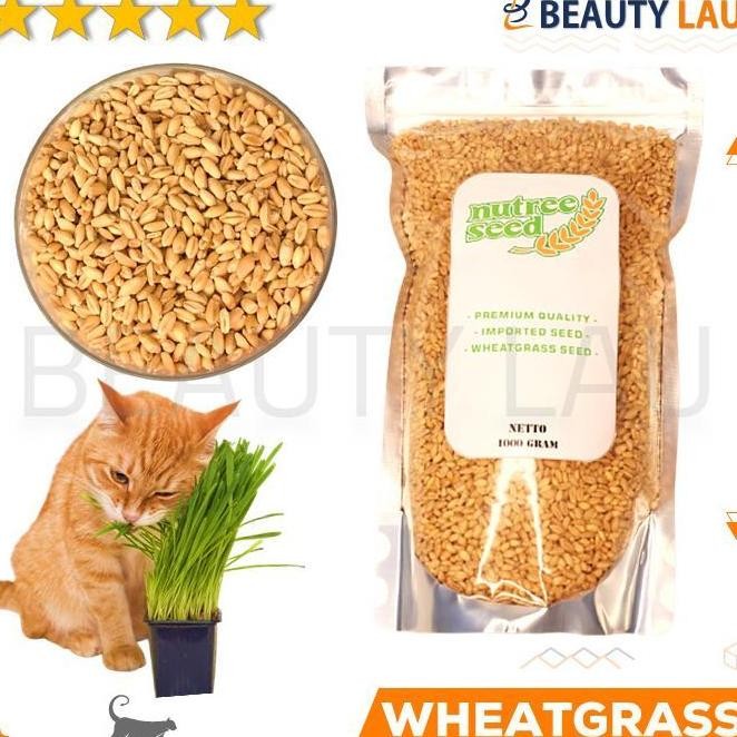 

Terlaris Benih Wheatgrass 1Kg Bibit Rumput Gandum Untuk Kucing Biji Wheat Grass