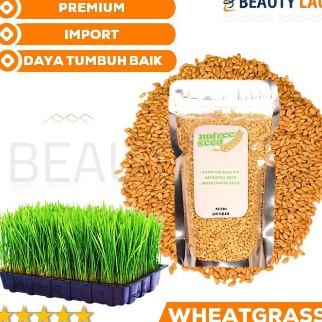 

Terlaris Ankn Benih Wheatgrass 500Gr Bibit Rumput Gandum Biji Cat Grass Microgreen