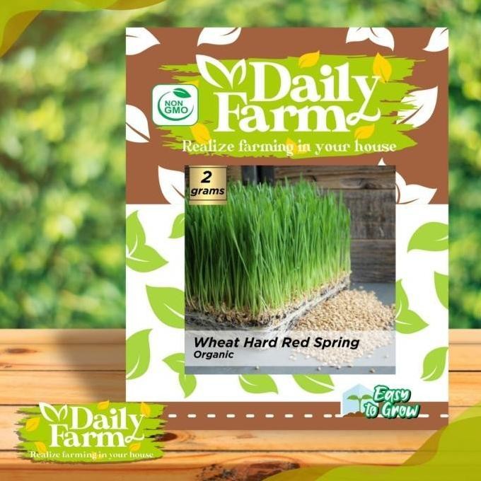 

Terlaris Benih Wheat Hard Red Spring / Benih Organic Rumput Gandum - Daily Farm