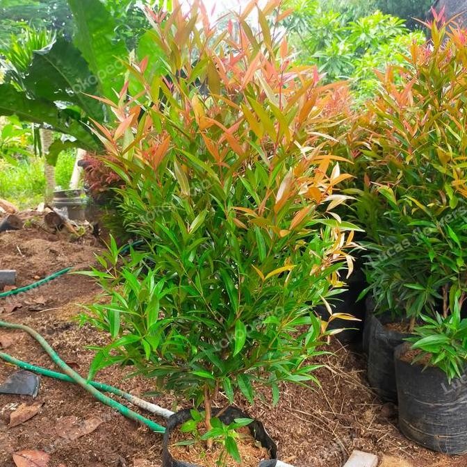 

bibit pohon pucuk merah // Syzygium oleina tinggi 75cm