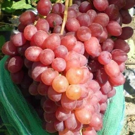 

Bibit anggur import veles hasil grafting