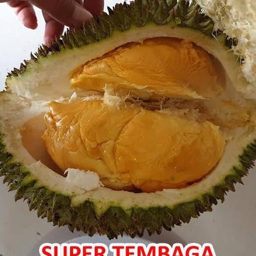 

Bibit durian tembaga bangka super