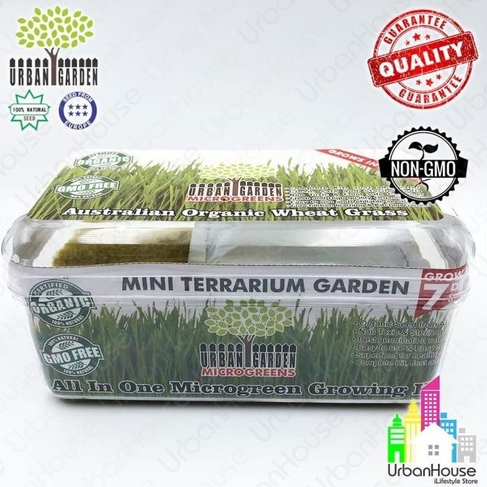 

Terlaris Mini Terrarium Garden Benih Wheat Grass 50 Gr Siap Tanam Rumput Gandum
