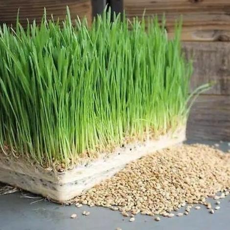 

Terlaris Xz1- Benih Wheatgrass Organic Red Spring / Rumput Gandum - Daily Farm