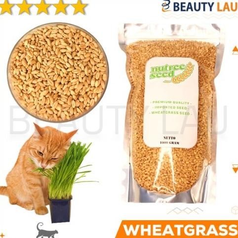 

Terlaris Best Benih Wheatgrass 1Kg Bibit Rumput Gandum Untuk Kucing Biji Wheat Grass