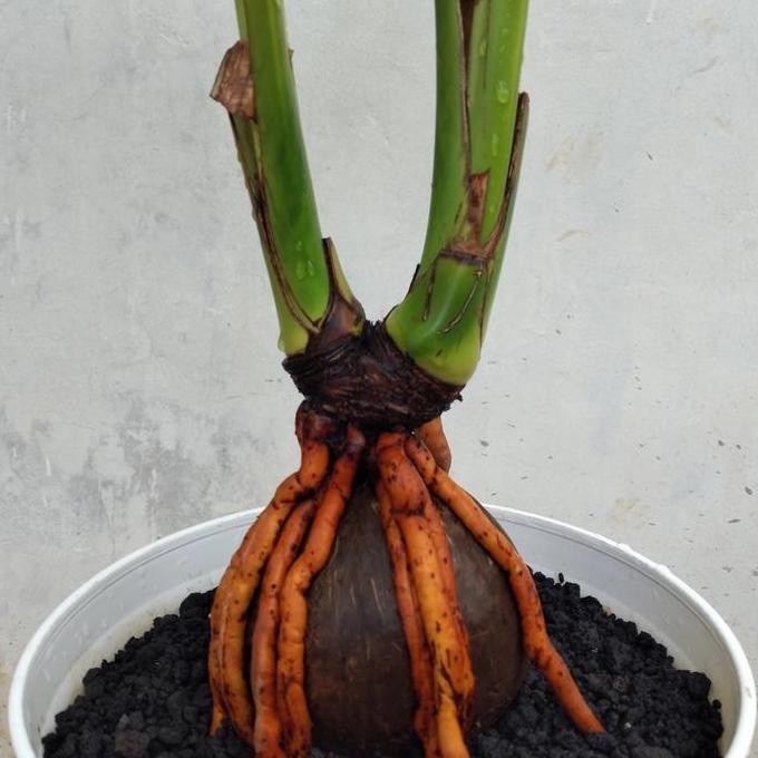 bibit bai kelapa cabang 2 bertunas dua asli alami PREMIUM