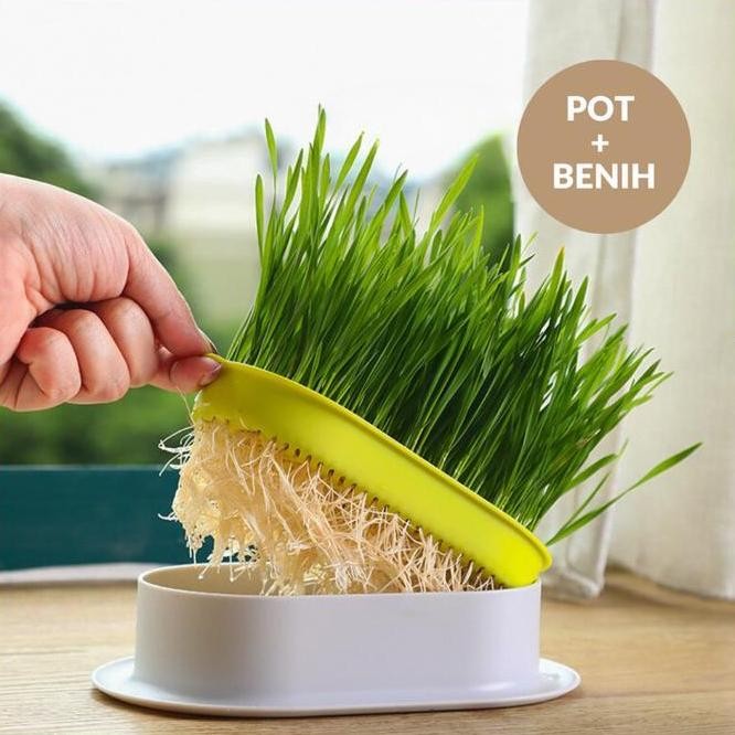 

Terlaris Ada Kozo Pot Rumput Kucing Wadah Tanam Benih Gandum Wheatgrass Cat Seed
