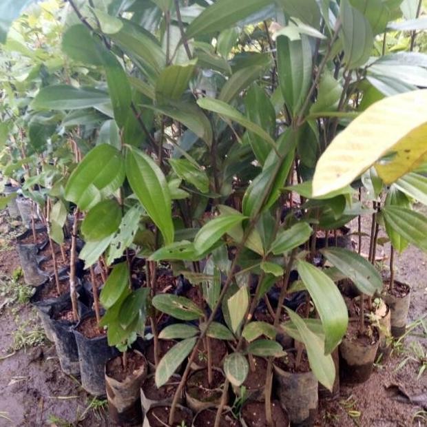 Bibit Buah Tanaman Kayu Manis GENJAH