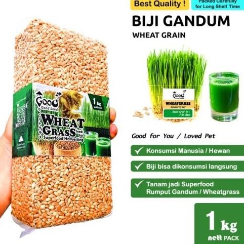 

Terlaris New Goodseed - Biji Gandum Benih Wheatgrass Superfood Rumput Kucing 1 Kg