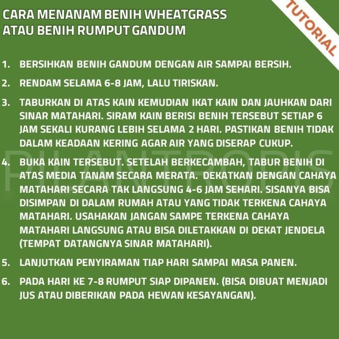 

Terlaris 4Man Benih Wheatgrass 250Gr Bibit Rumput Gandum Biji Cat Grass Microgreen