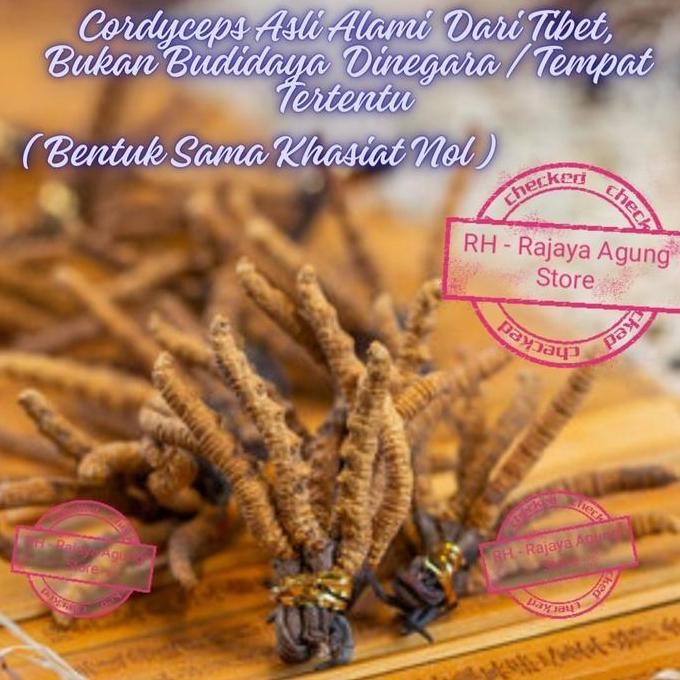 Cordyceps Sinensis Golden Cordyseo Super Libido Tibet 1 Gram