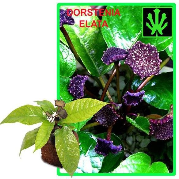 TGC-1924 Ul-64 Tanaman Hias Dorstenia Elata ( Anthurium Konde ) Original