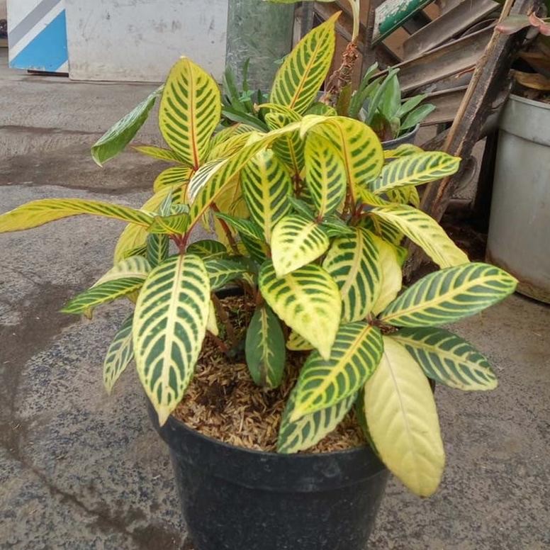 GV23 Ex45 Tanaman Hias Aphelandra Kuning Berkualitas