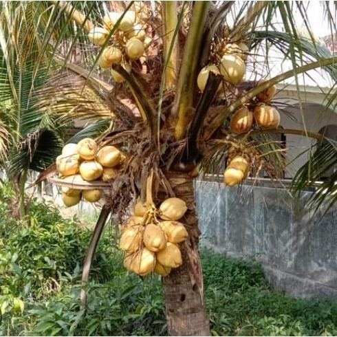 Bibit Kelapa Kopyor Genjah Kuning Asli Pati PREMIUM
