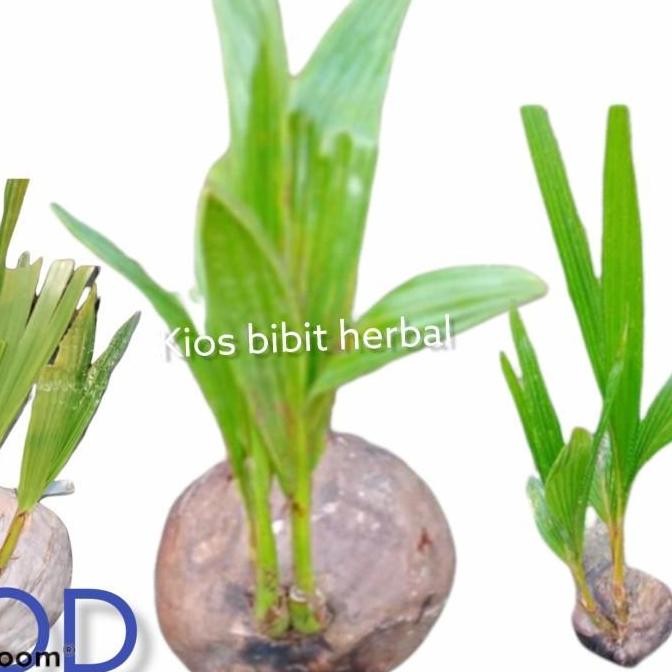 Bibit Kelapa Kembar Dua Cabang Dua Bahan Bai Kelapa Kembar PREMIUM
