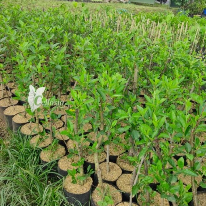 Bibit Tanaman Buah Apel Lokal (Batang Bawah Apel) GENJAH