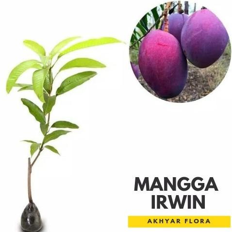 Bibit Mangga Irwin Tanaman Buah Mangga Irwin Erwin Mangga Ungu GENJAH