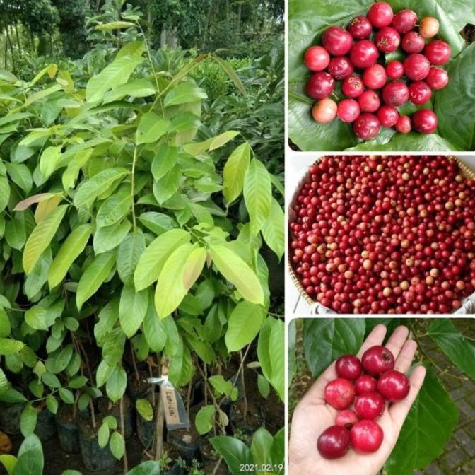 OBRALL BIBIT TANAMAN BUAH LOBI LOBI BUAH LOBA LOBI LANGKA GENJAH