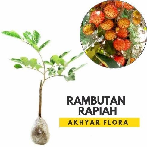 Bibit Rambutan Rapiah Bibit Tanaman Buah Rambutan Rapiah GENJAH