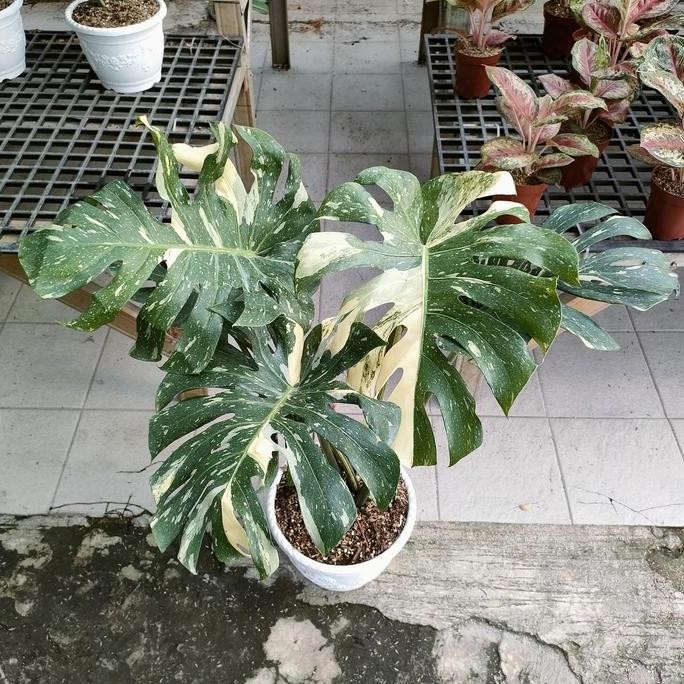 Monstera Monthai Japan Lab Co