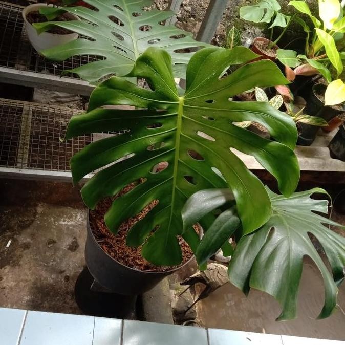 Sale Monstera King Deliciosa Gaint Asli