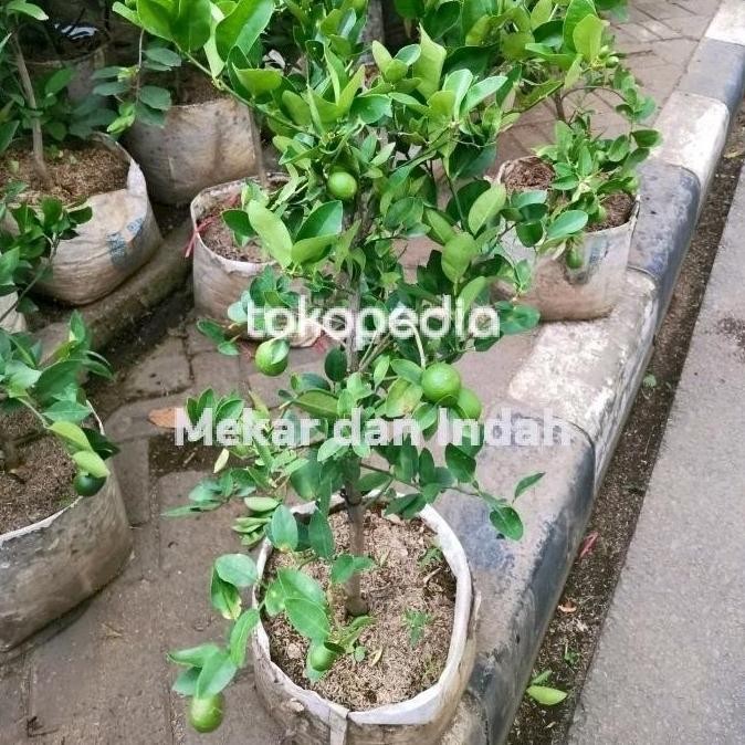 

Terlaris Yuk Order Bibit Pohon Jeruk Nipis Berbuah Tanaman Jeruk Nipis Kampung Top