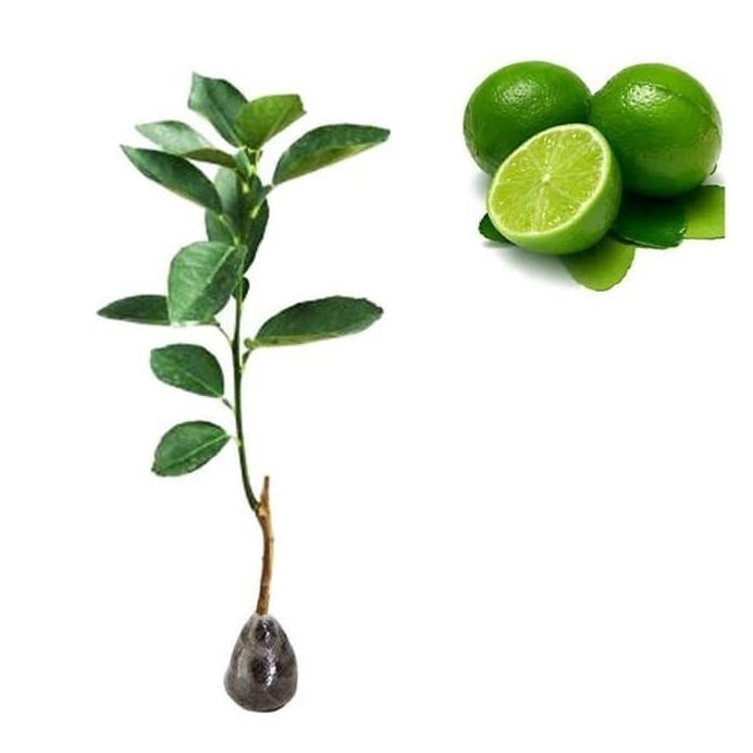

Terlaris Bibit Buah Jeruk Nipis - Tinggi 40Cm