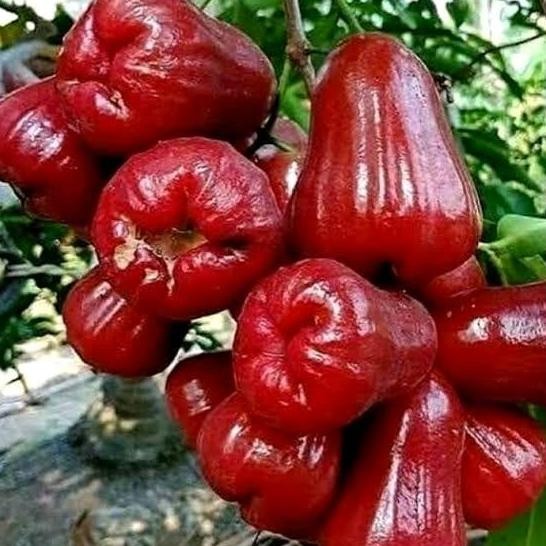 

Terlaris Benih Unggul Bibit Jambu Air Citra