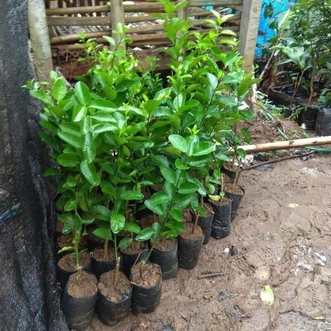 

Terlaris Harga Di Banting Terlaris Bibit Tanaman Buah Jeruk Nipis Murah-Bibit