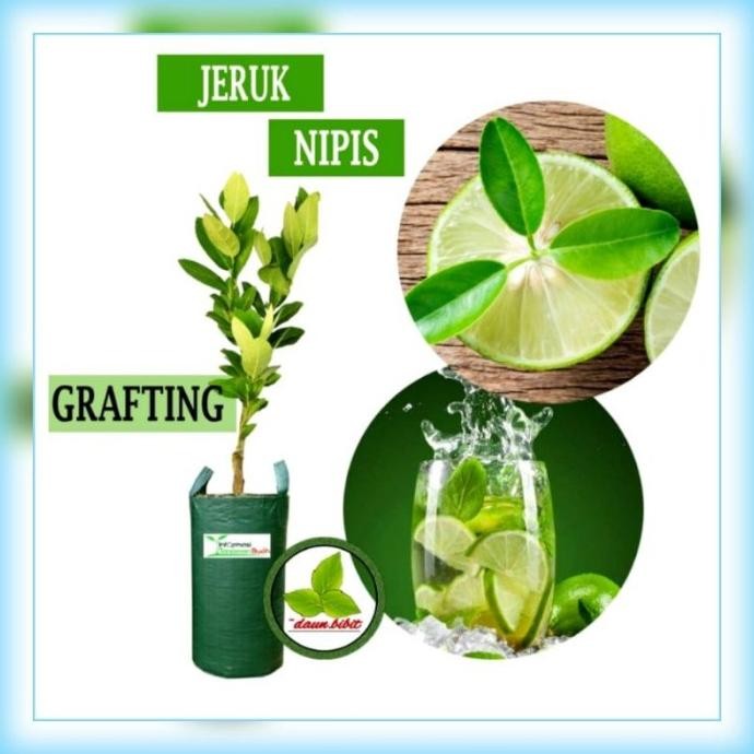 

Terlaris Obral Asli Bibit Tanaman Buah Jeruk Nipis Super