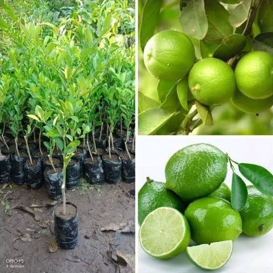 

Terlaris Bibit Tanaman Buah Jeruk Nipis Asli, Pohon Jeruk Nipis Unggul Bibit Tanaman Super Unggul Asli Original