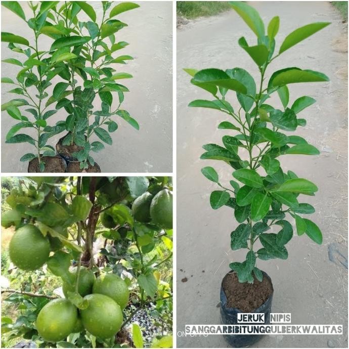 

Terlaris Bibit Tanaman Buah Jeruk Nipis/Jeruk Peras. A