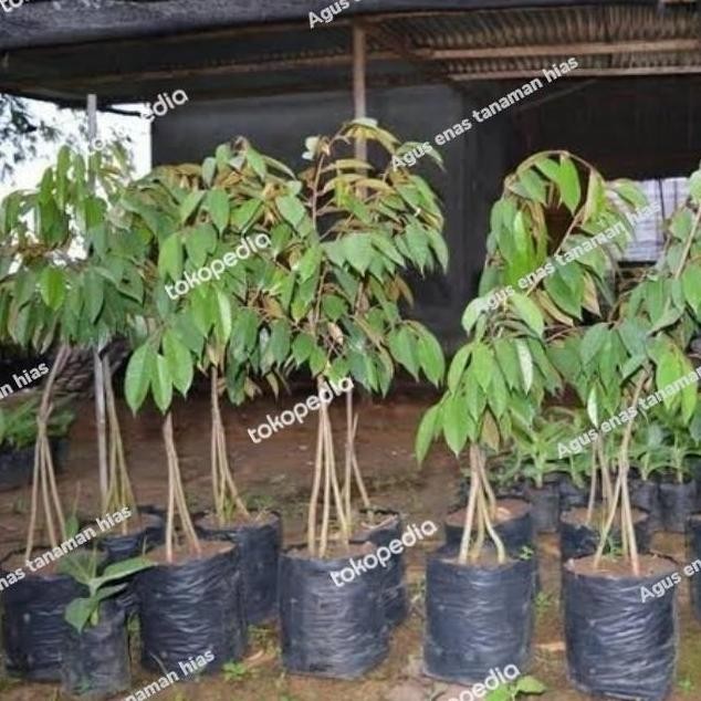 

Terlaris Bibit Durian Musangking Kaki Tiga 3 - Pohon Buah Duren Musangking