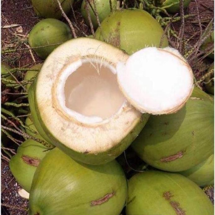 

Terlaris Mrs Bibit / Pohon Kelapa Pandan Wangi ( Valid) Beli 2 Bonus 2 Jeruk Nipis