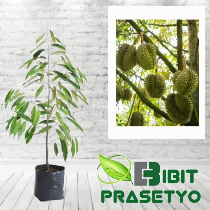 Terlaris Bibit Durian Ajimah Super