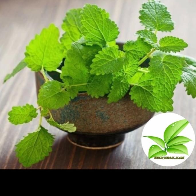 

Terlaris Benih Bibit Peppermint Bibit Pohon Mint Bibit Daun Mint